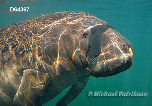 West Indian Manatee (Trichechus manatus)